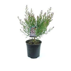250mm Mauve Boronia - Boronia denticulata