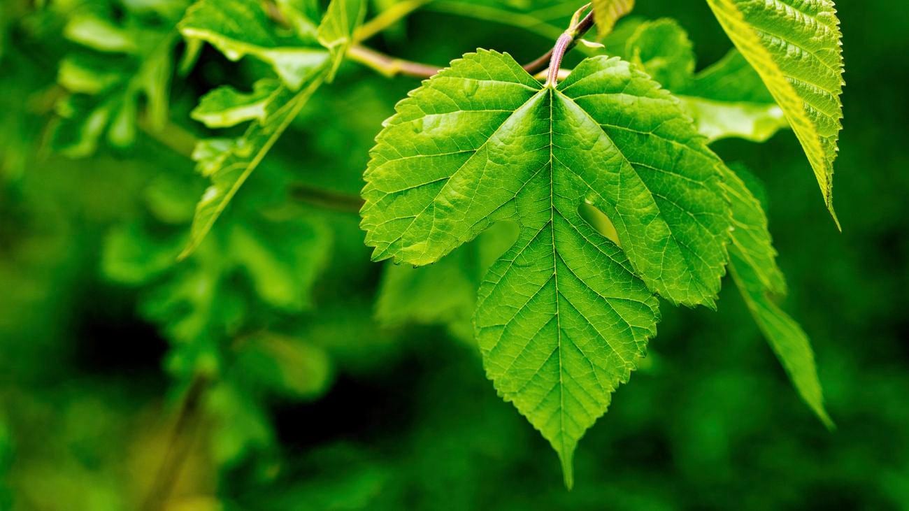Mulberry tree with bright green leaves.