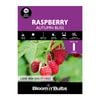 Bloomin' Bulbs Produce Summer Purple Raspberry Autumn Bliss - 1 Pack