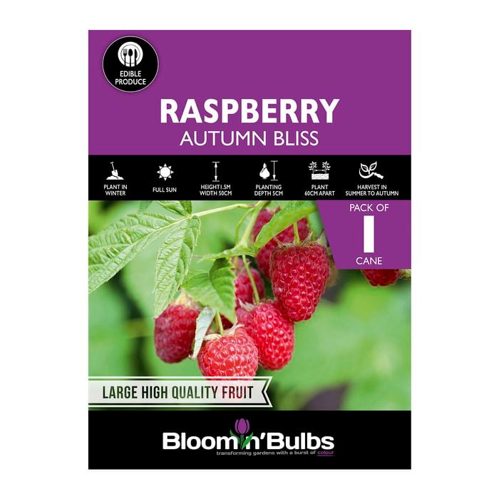 Bloomin' Bulbs Produce Summer Purple Raspberry Autumn Bliss - 1 Pack