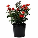 170mm Flower Carpet Sunset Rose - Rosaceae