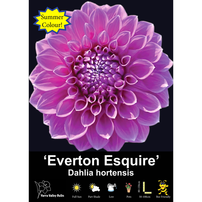 Yarra Valley Bulbs Everton Esquire - 1 Pack
