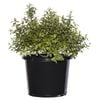 270mm Pittosporum Golf Ball - Pittosporum tenuifolium