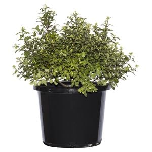 270mm Pittosporum Golf Ball - Pittosporum tenuifolium