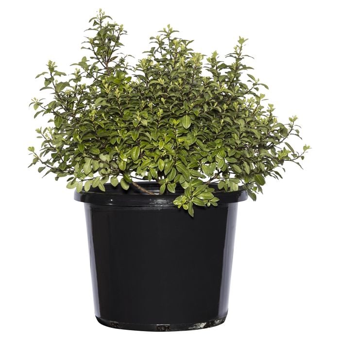 270mm Pittosporum Golf Ball - Pittosporum tenuifolium