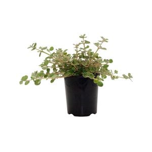 140mm White Correa - Correa alba - Aussie Mates Range