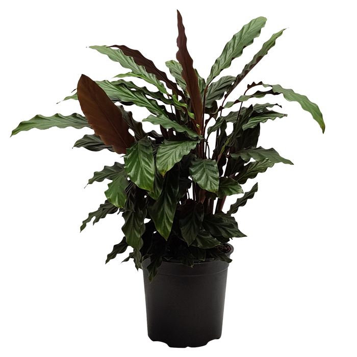 170mm Calathea Rufibarba