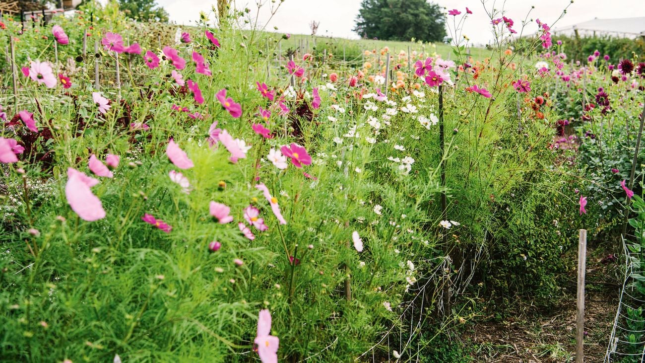 Field of pink cosmos flowers.