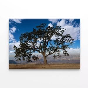 Tree with Clouds in California   Print 100% Australian Made 90 x 60cm  (Stretched)