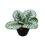 120mm Streptocarpus Pretty Turtle Plant