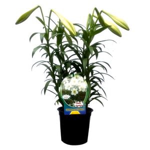 Fiesta Flower Bulbs White Sheen Christmas Lily Plant - 3 Per Pot