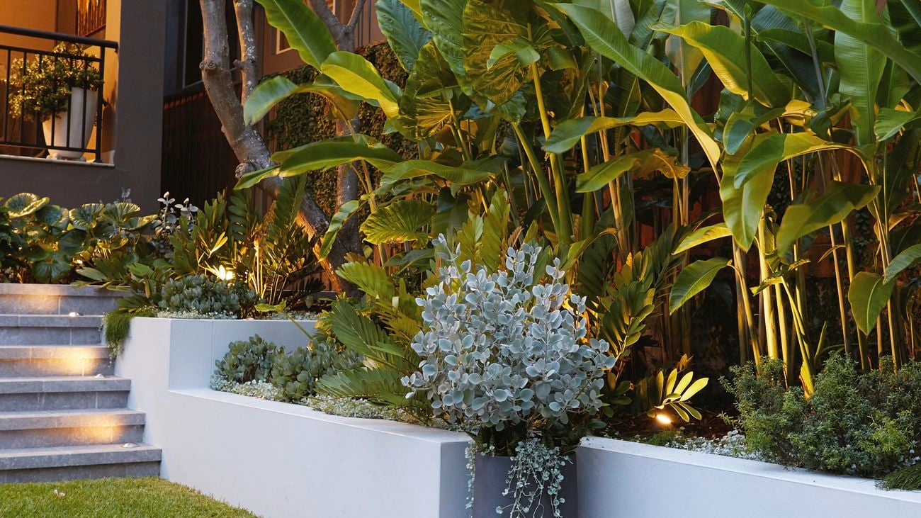 Grey steps leading to house lit up by upward facing lights, next to a garden with large plants.
