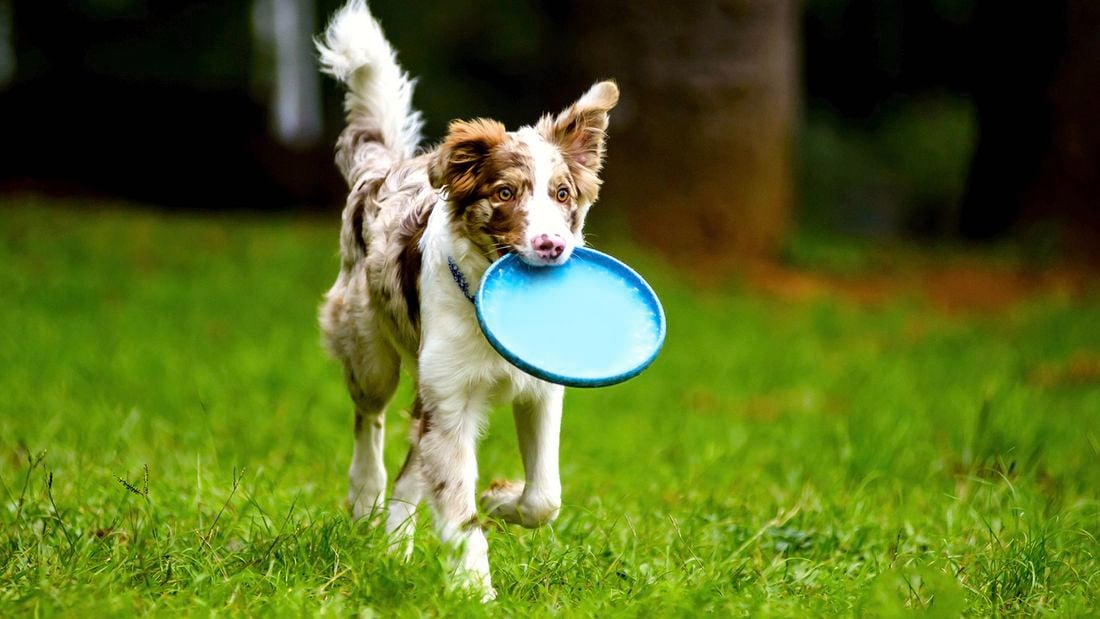A brown and white dog running on green grass, holding a blue frisbee in its mouth.