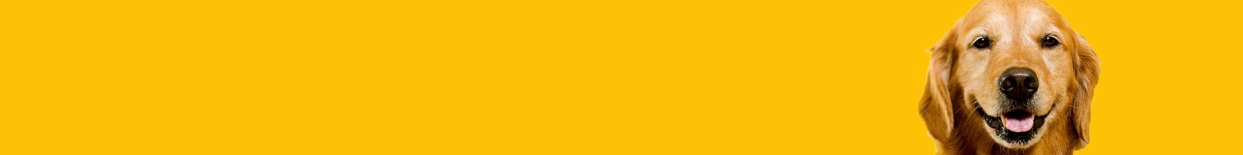 Close up of a dog's face with yellow background.