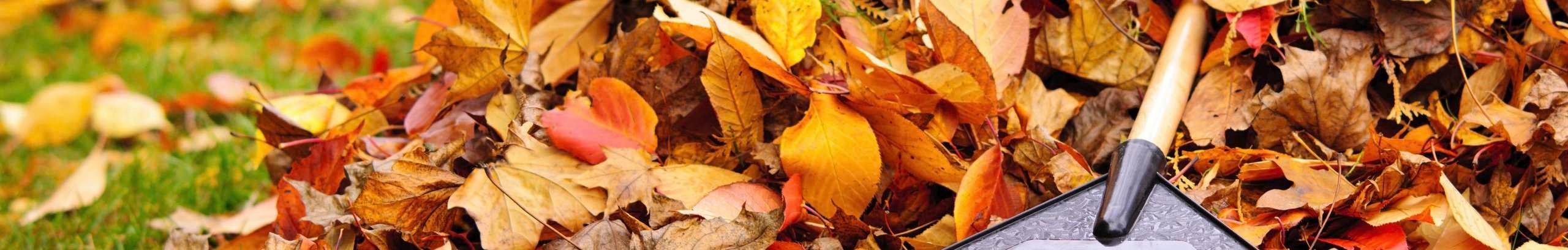 person cleaning leaves from a garden