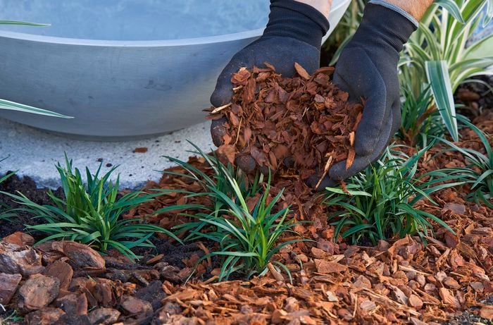 Hands wearing black gloves spread brown mulch around green plants in a garden bed.