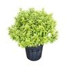 4L Frankies Folly - Pittosporum tenuifolium Little Gem