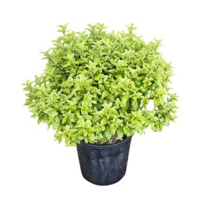 4L Frankies Folly - Pittosporum tenuifolium Little Gem