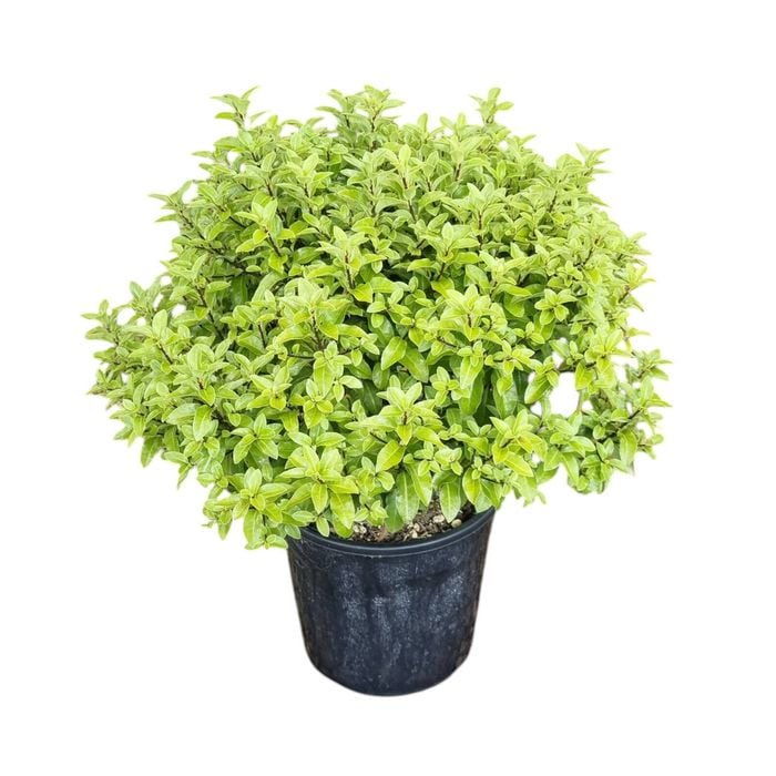 4L Frankies Folly - Pittosporum tenuifolium Little Gem