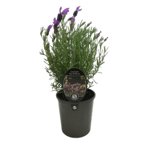 1.9L Lavender Bee Brilliant - Lavandula stoechas