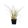 10cm Plant Grasses - Assorted