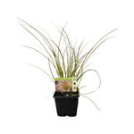 10cm Plant Grasses - Assorted