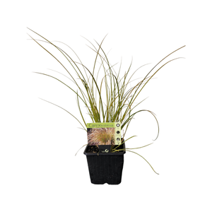 10cm Plant Grasses - Assorted