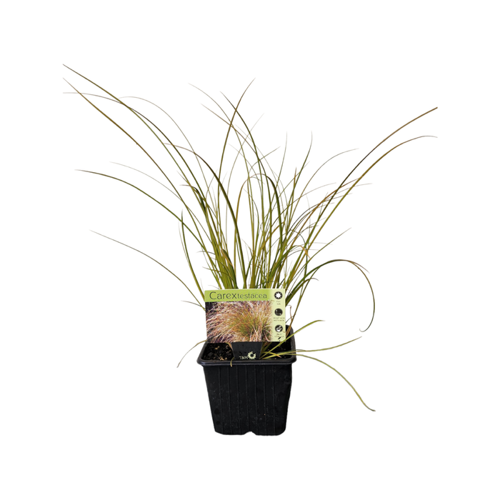 10cm Plant Grasses - Assorted