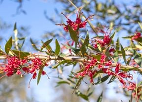 Red grevillea flowers