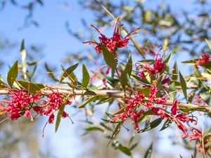 Red grevillea flowers