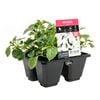 4 Cell Impatiens Beacon White -  Impatiens walleriana