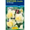Fiesta Flower Bulbs Daffodil Art Design - 3 Bulbs