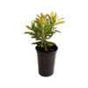 Proteaflora 140mm Carnival Yellow - Leucospermum