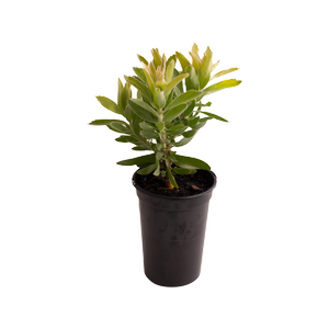 Proteaflora 140mm Carnival Yellow - Leucospermum