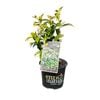 150mm Star Jasmine - Trachelospermum jasminoides
