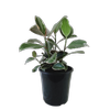 200mm Ficus Tineke - Ficus elastica