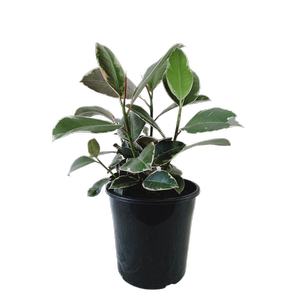 200mm Ficus Tineke - Ficus elastica
