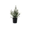 200mm Westringia Glabra
