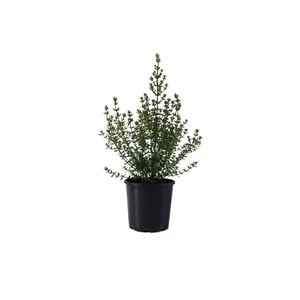 200mm Westringia Glabra