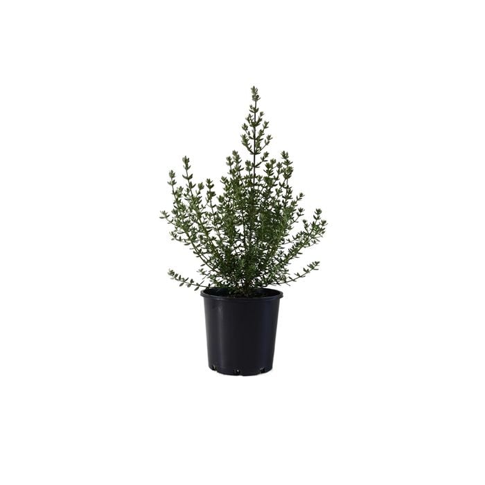200mm Westringia Glabra