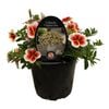 140mm Calibrachoa Calitastic Cappuccino - Calibrachoa hybrid - Gardening Solutionz