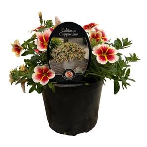 140mm Calibrachoa Calitastic Cappuccino - Calibrachoa hybrid - Gardening Solutionz