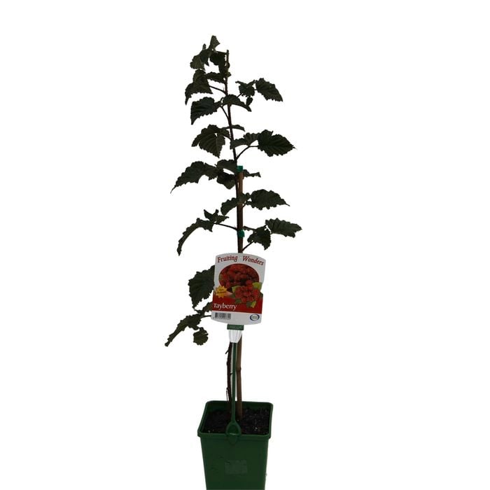 150mm Tayberry - Rubus fruticosa x Idaeus - Fruiting Wonders Range