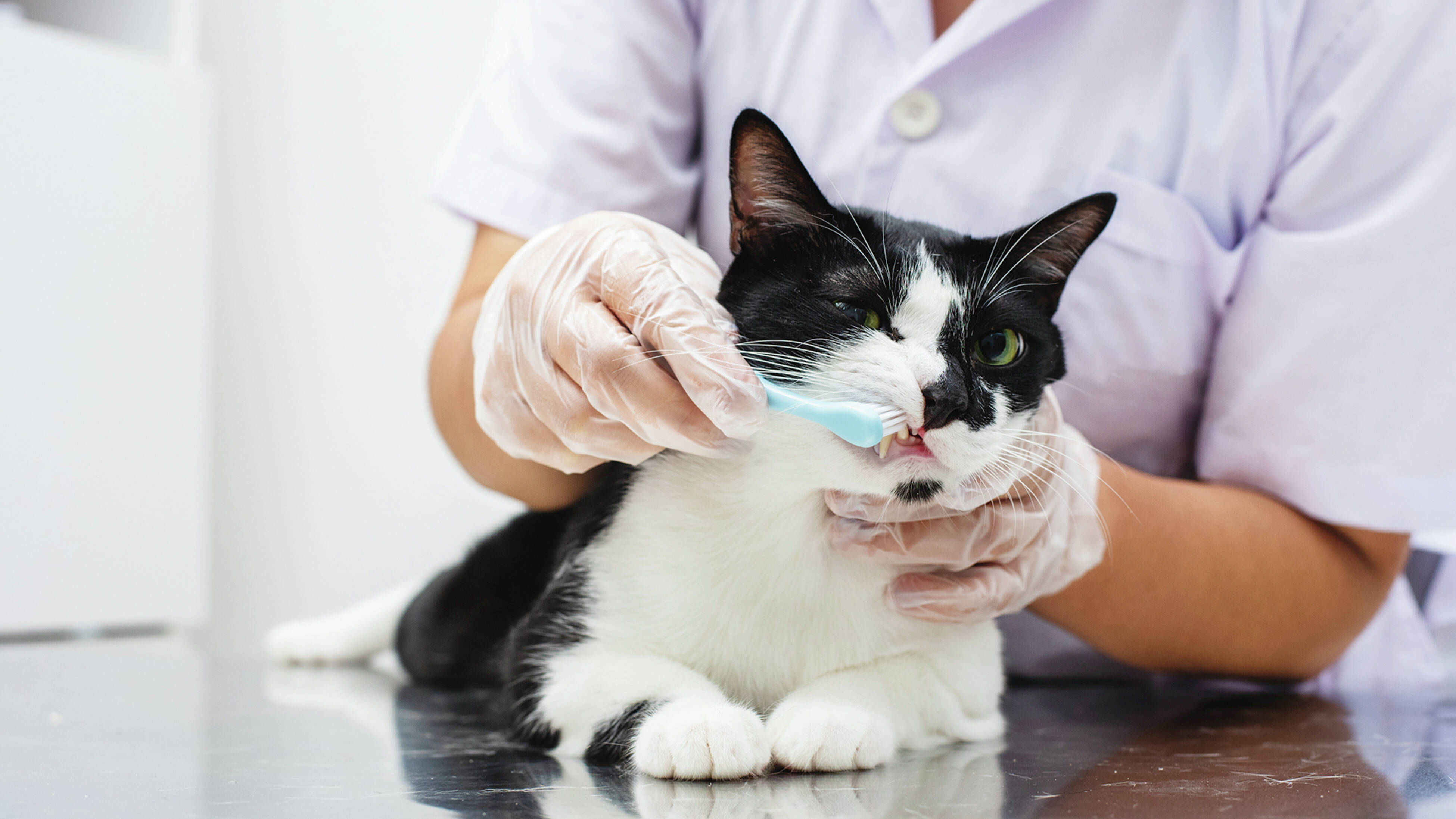 Check your pets mouth and teeth daily to stay on top of any changes