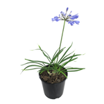 1.9L Agapanthus Baby Pete - Agapanthus Praecox