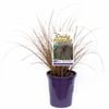 140mm Sedge Carex buchananii Dusky Fountain
