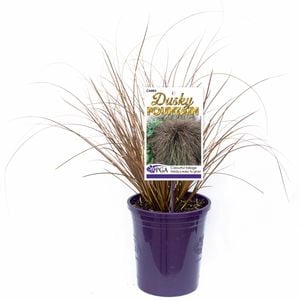 140mm Sedge Carex buchananii Dusky Fountain