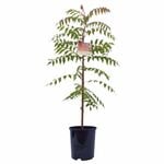140mm Chinese Pistachio - Pistacia chinensis