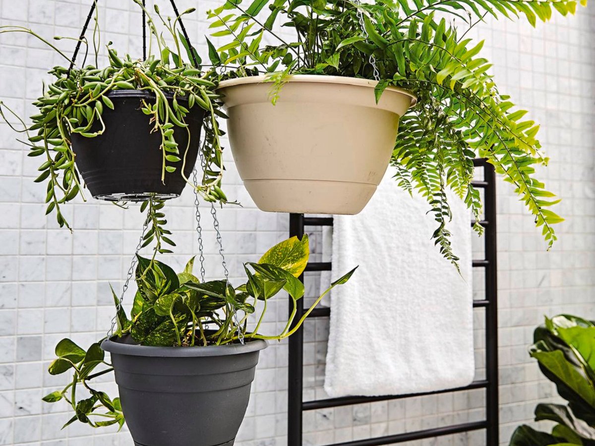 Best Plants For A Bathroom - Bunnings Australia