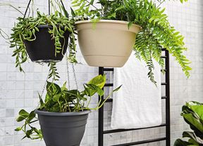 Assorted hanging baskets with plants displayed in a bathroom